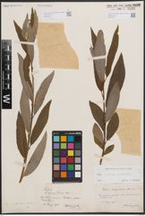 Foto von Salix cinerea L. x Salix viminalis L.
